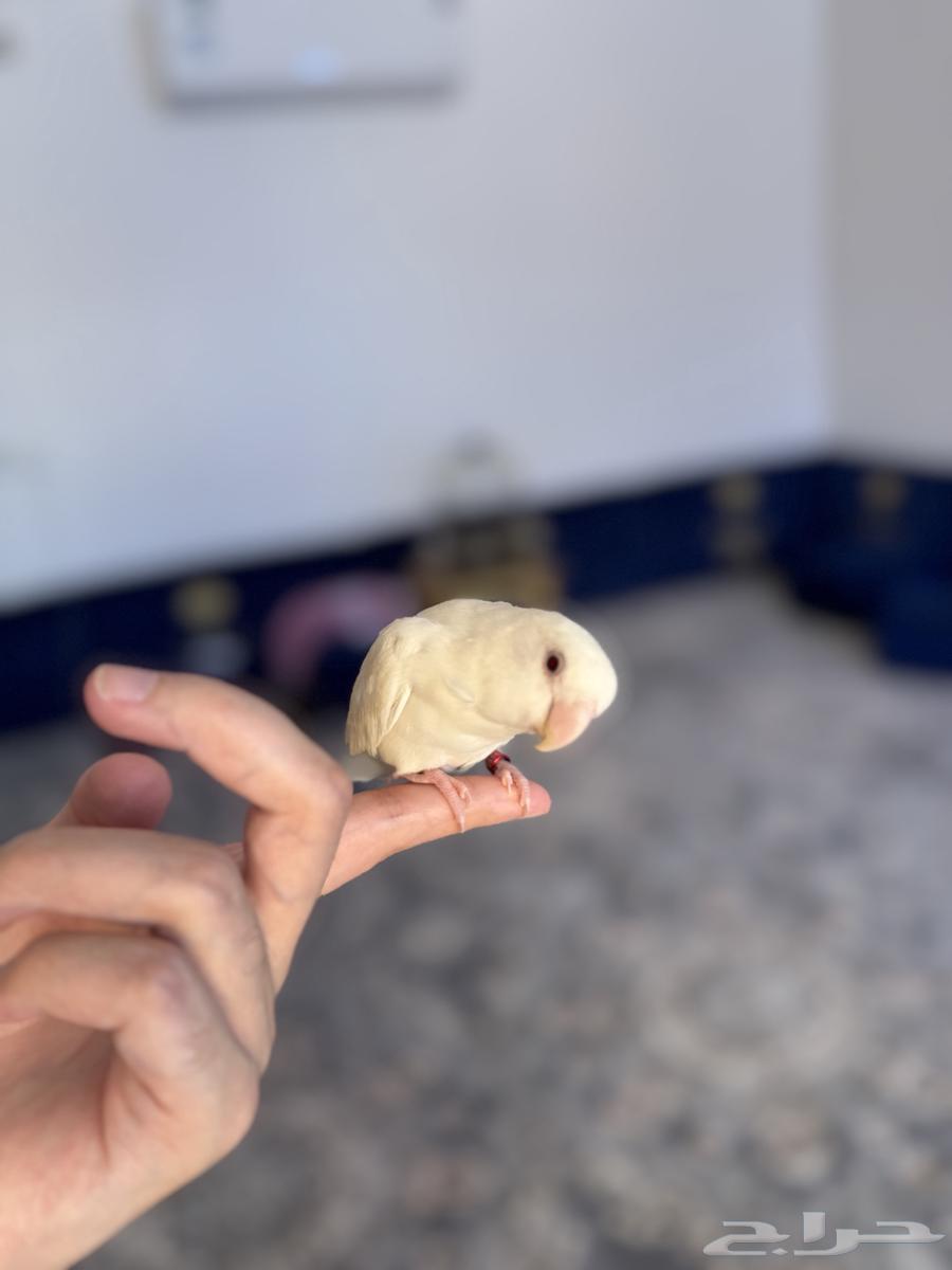 روز اليف وهدد ((نشبه))64342246327041114