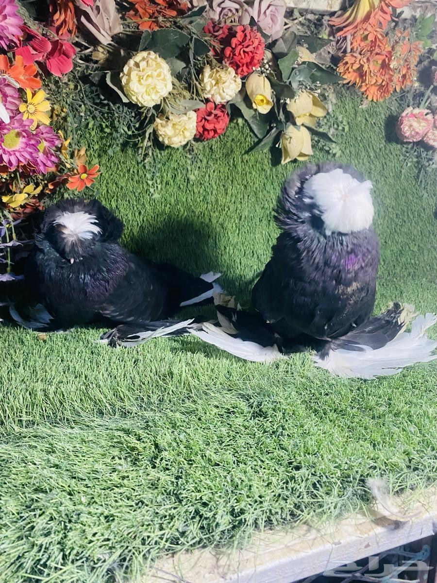 للبيع زوج بخاره بولهد منتجين64343719088387110