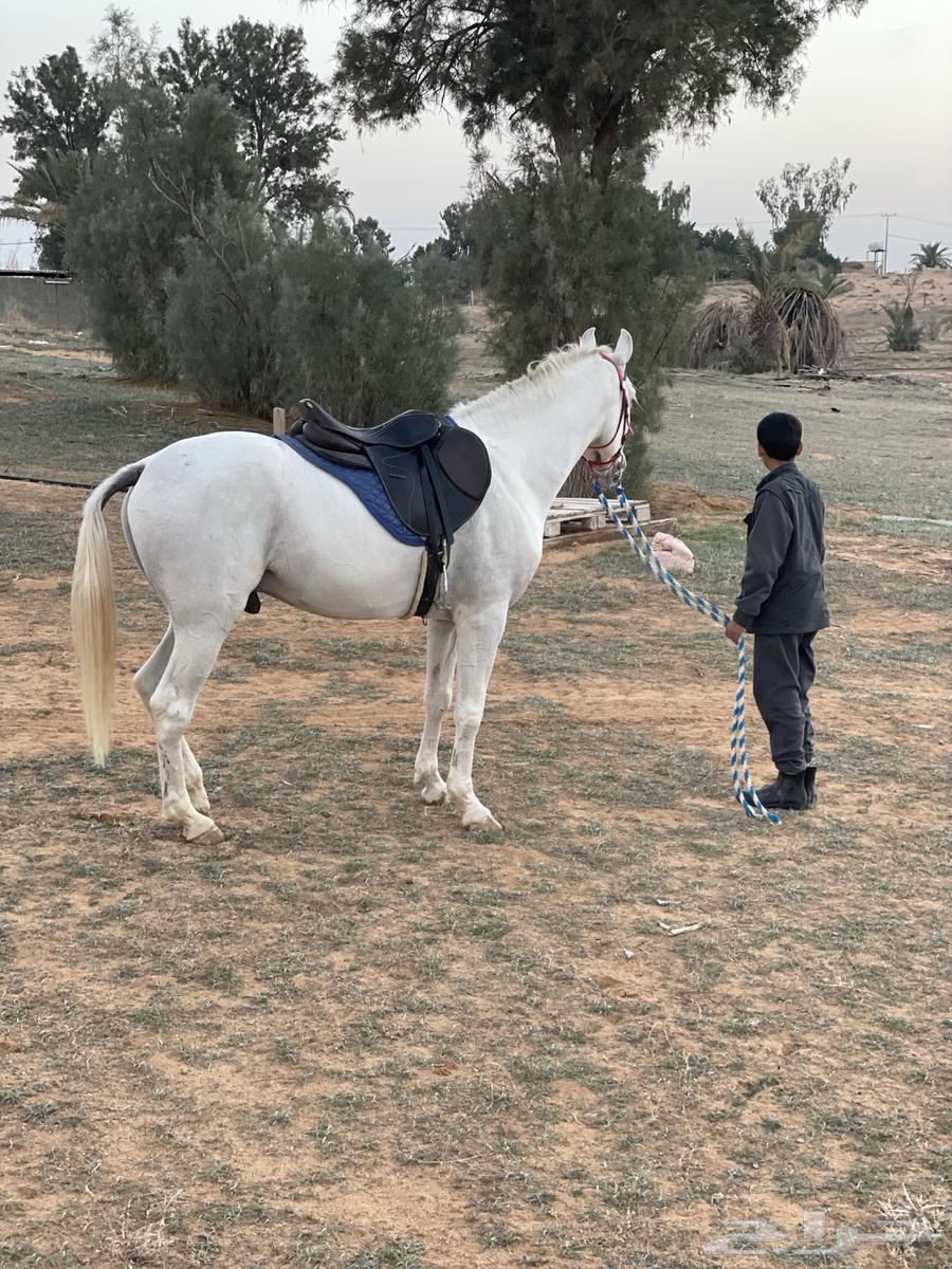 حصان شعبي بطلل64343374148610113