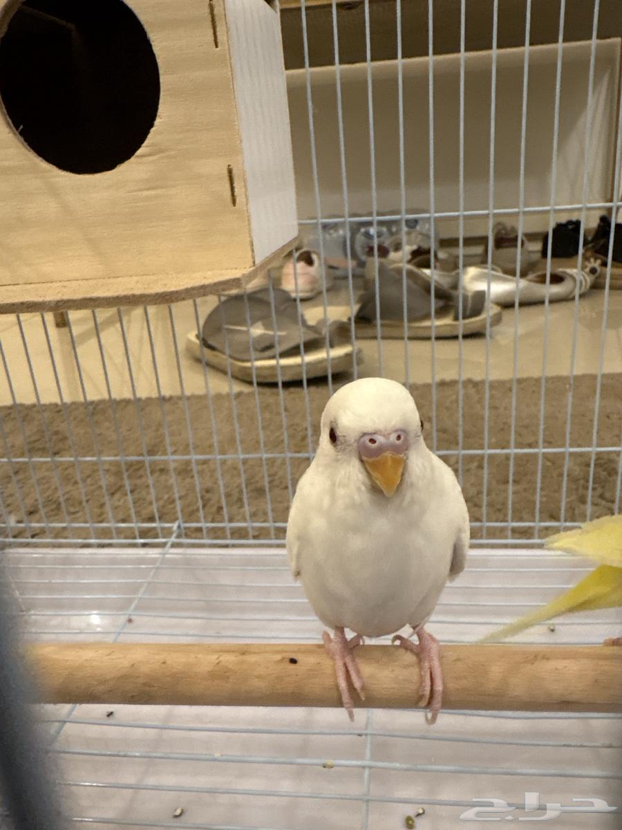 للبيع زوج عصافير حب (بادجي)64343298631938112