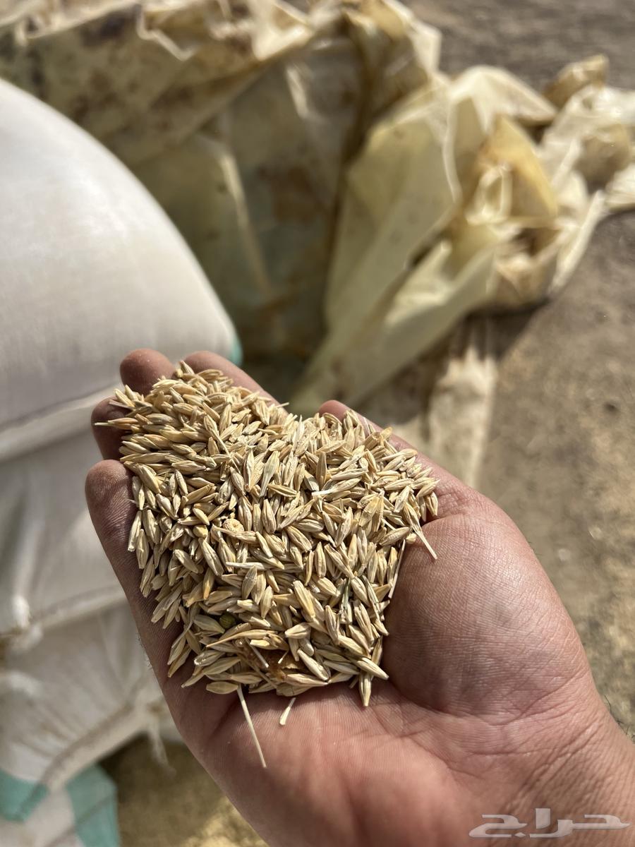 للبيع شعير بلدي64338601806978110