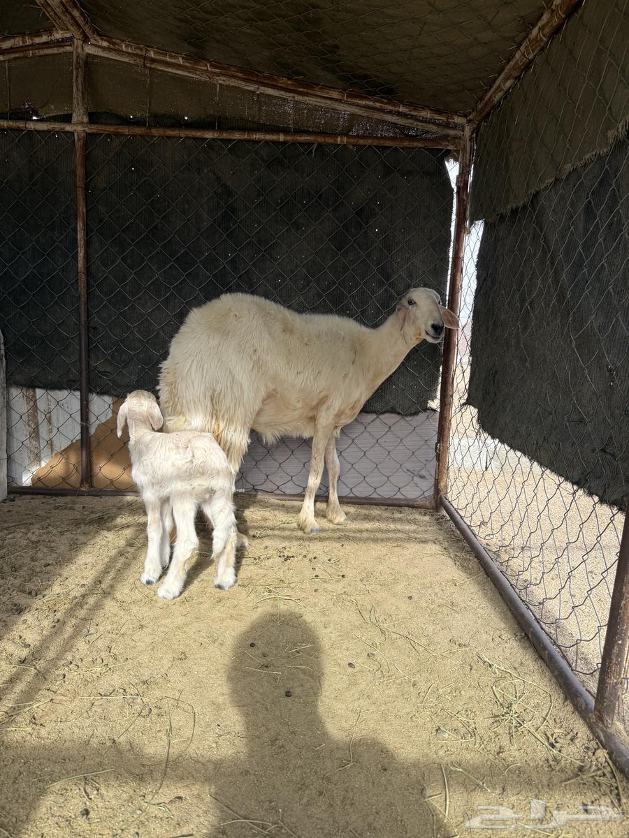 ثنيه صفراء صنف جبره64345641689985111