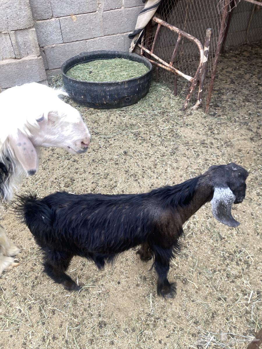 تيوس للبيع64337678012674113