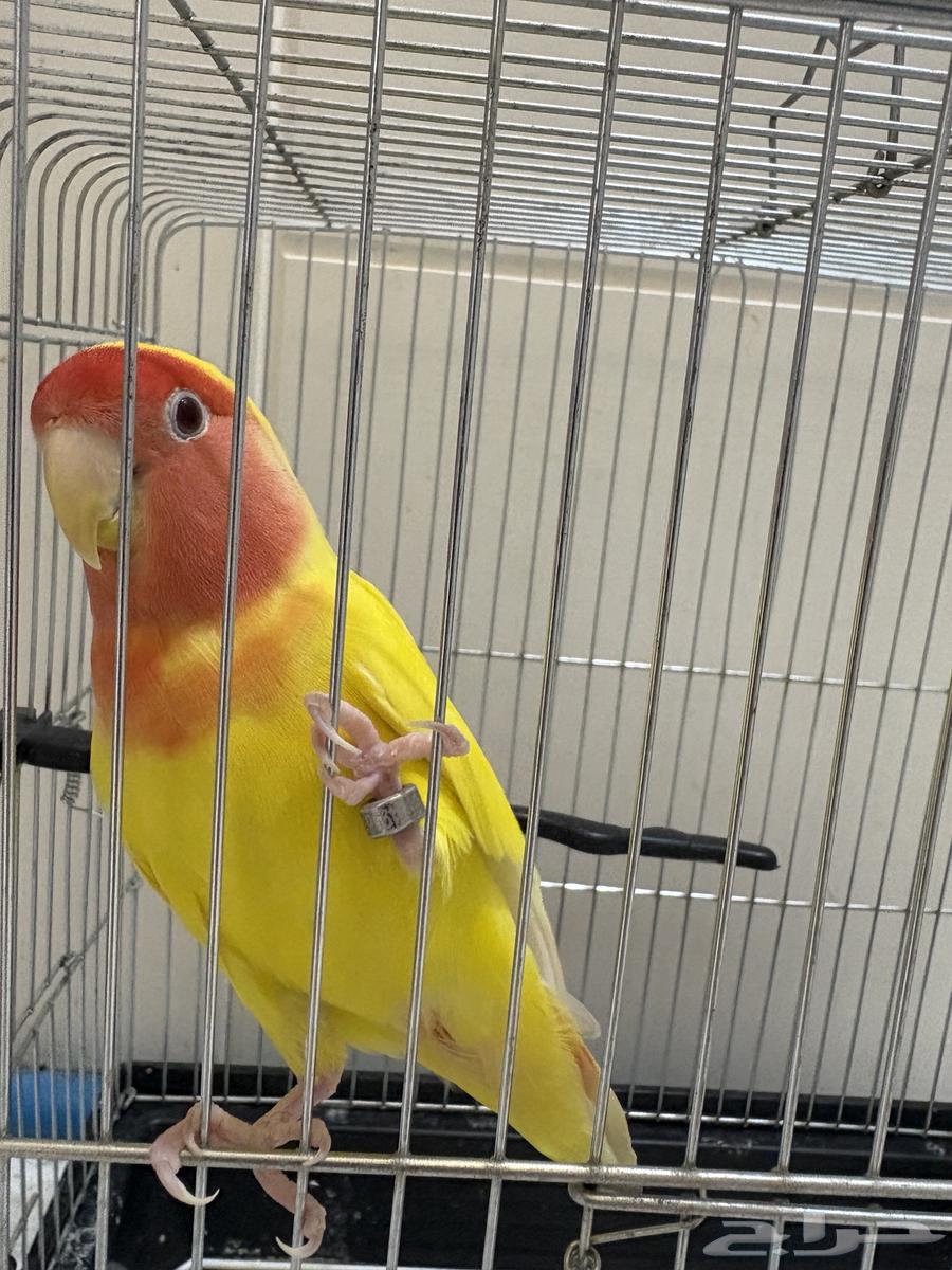 إعلان لبيع طيور زينة64347065858947114