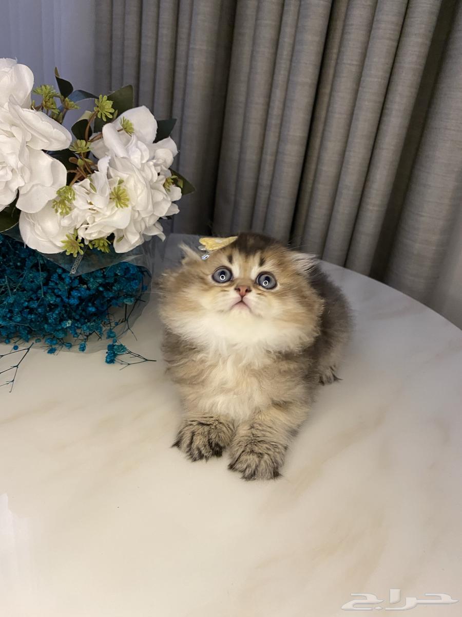 قطط للبيع سكوتش64341237525633111