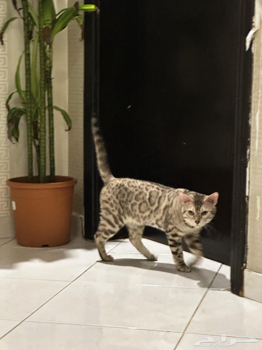 قطط بنغال مستويات قوية للبيع يوجد كيتن64343567966851112