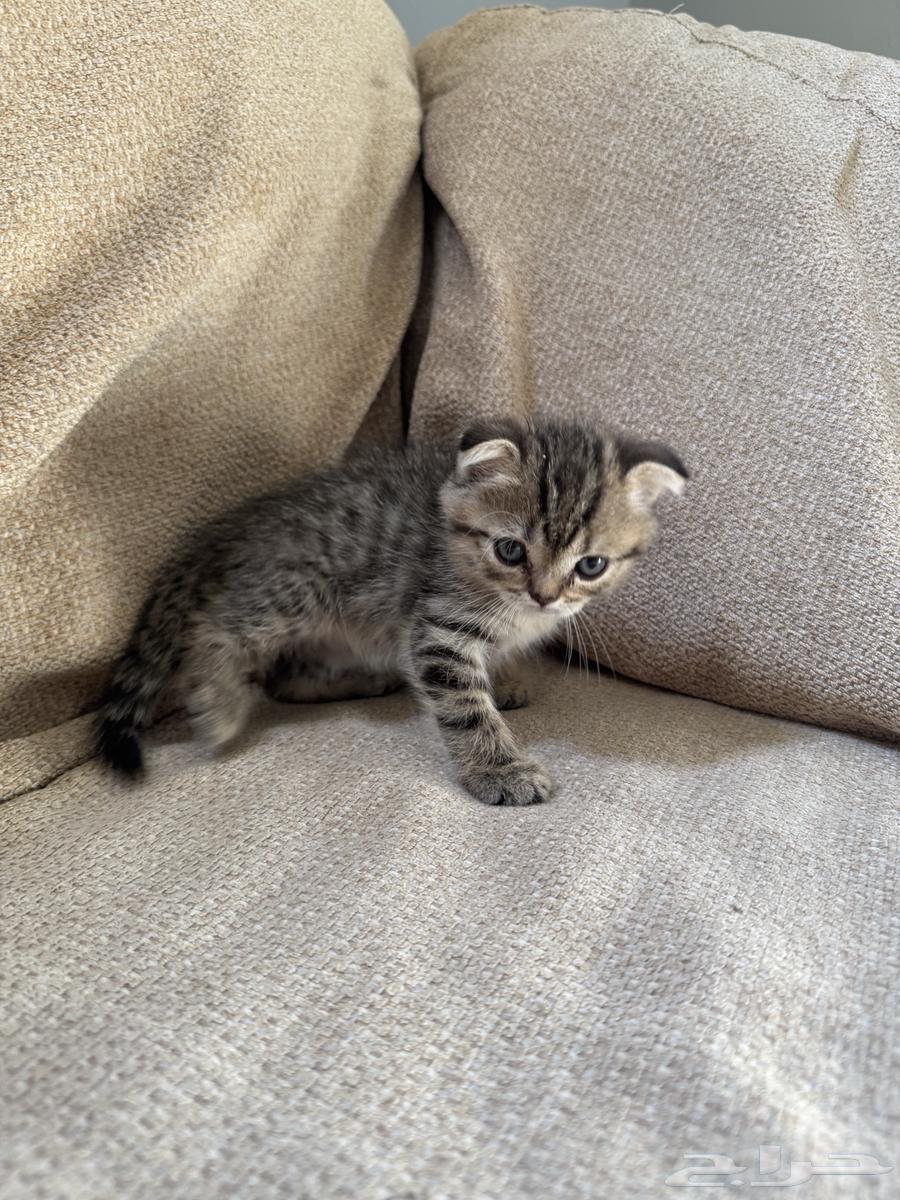 Scottish Fold Cat64343162519298112