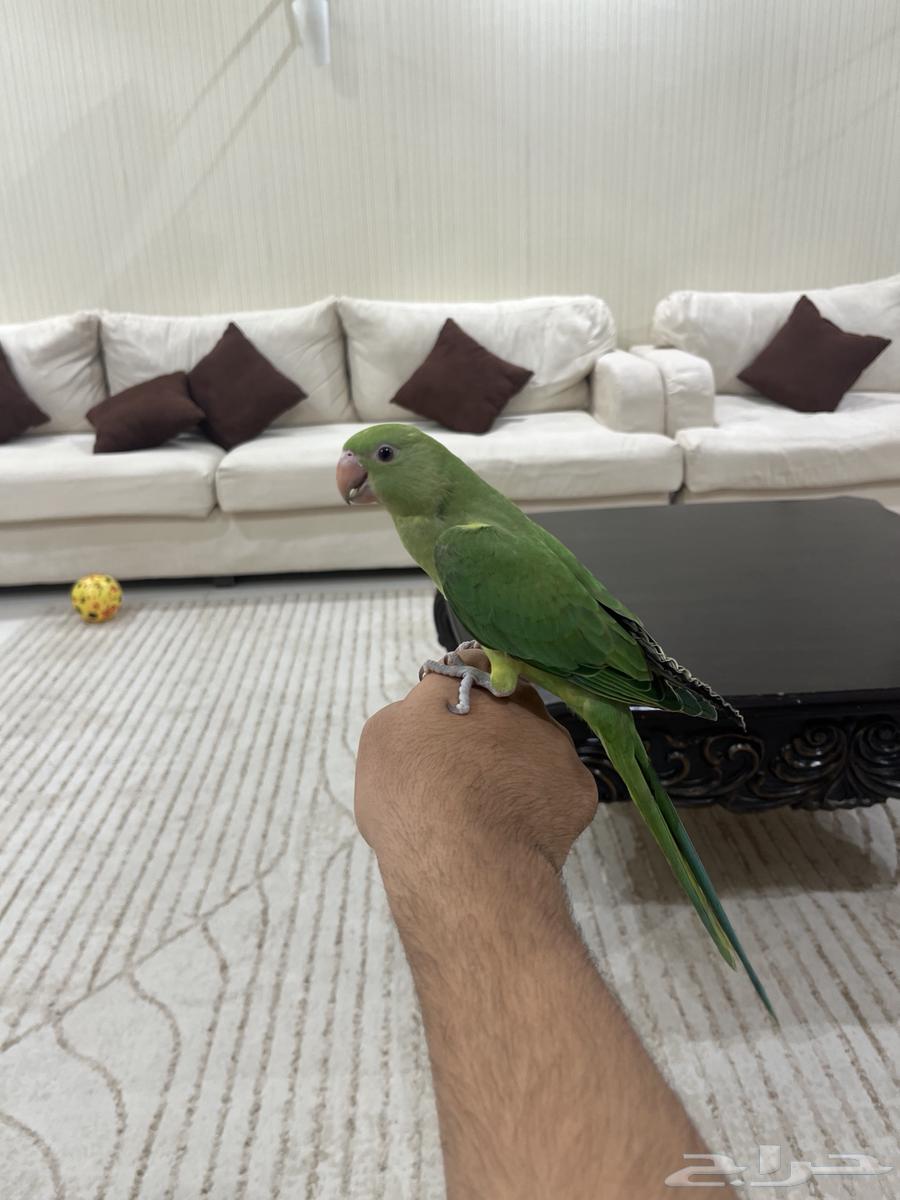 ببغاء دره للبيع64344672869122111