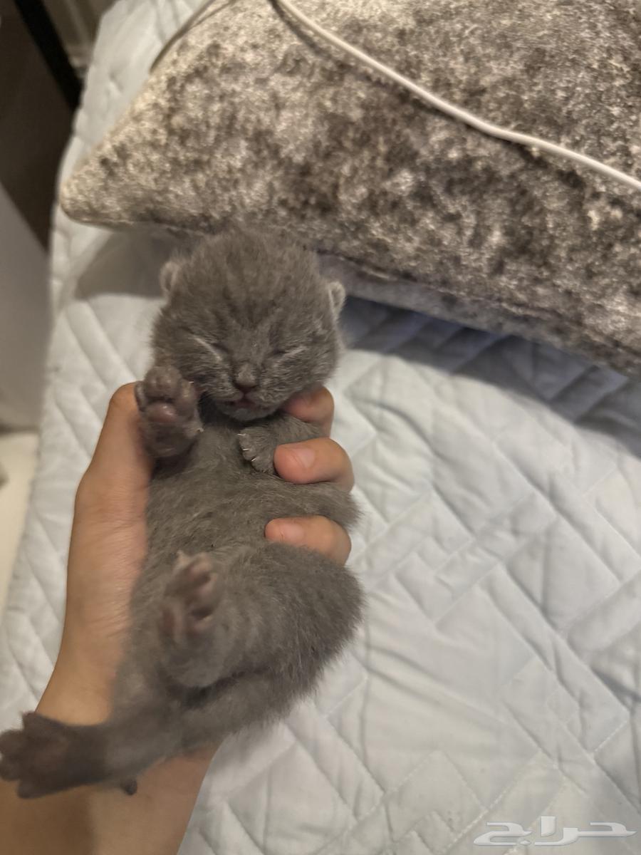 ثلاث كيتنز للبيع مع الام64348728886401112