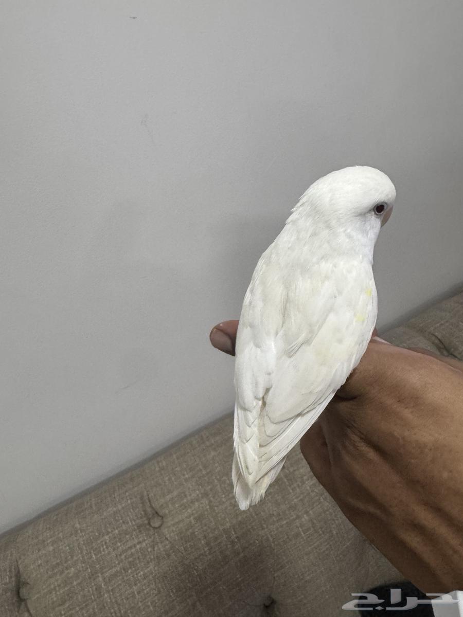 Day64345925815042111