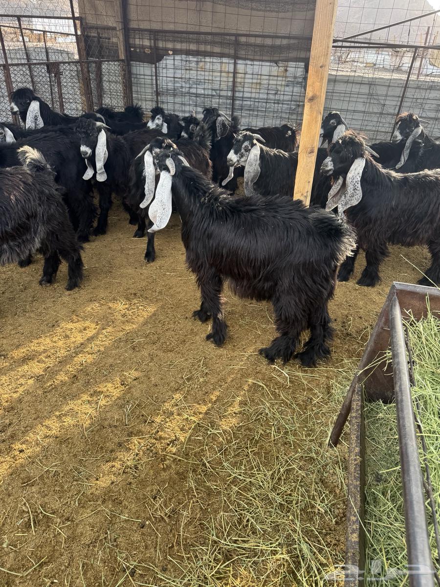 تيوس مخاصي للبيع64338601877635112