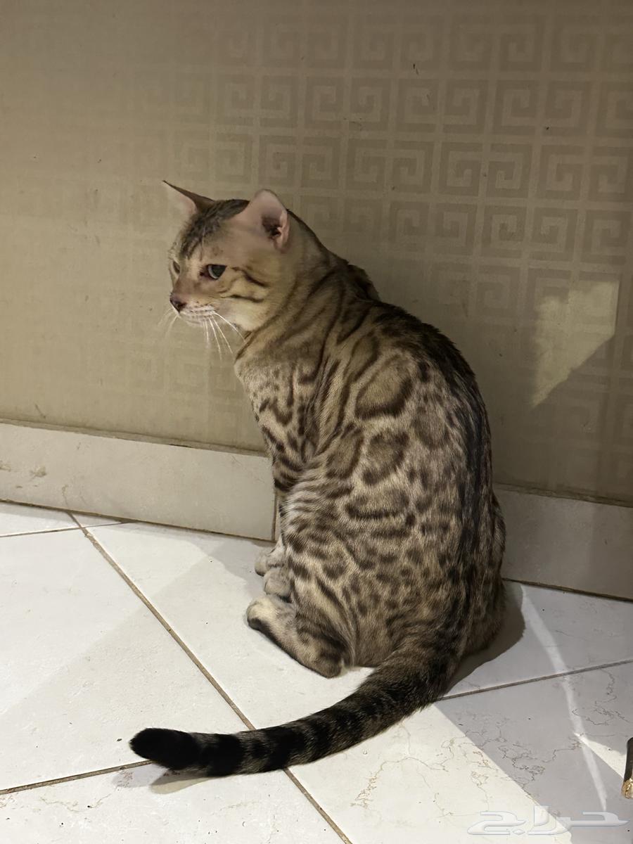 قطط بنغال مستويات قوية للبيع يوجد كيتن64343567966851113
