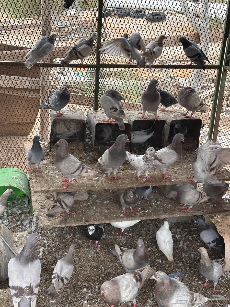 حمام فرنسي وأبو قفه مشكل البيع جمله64338499933057112