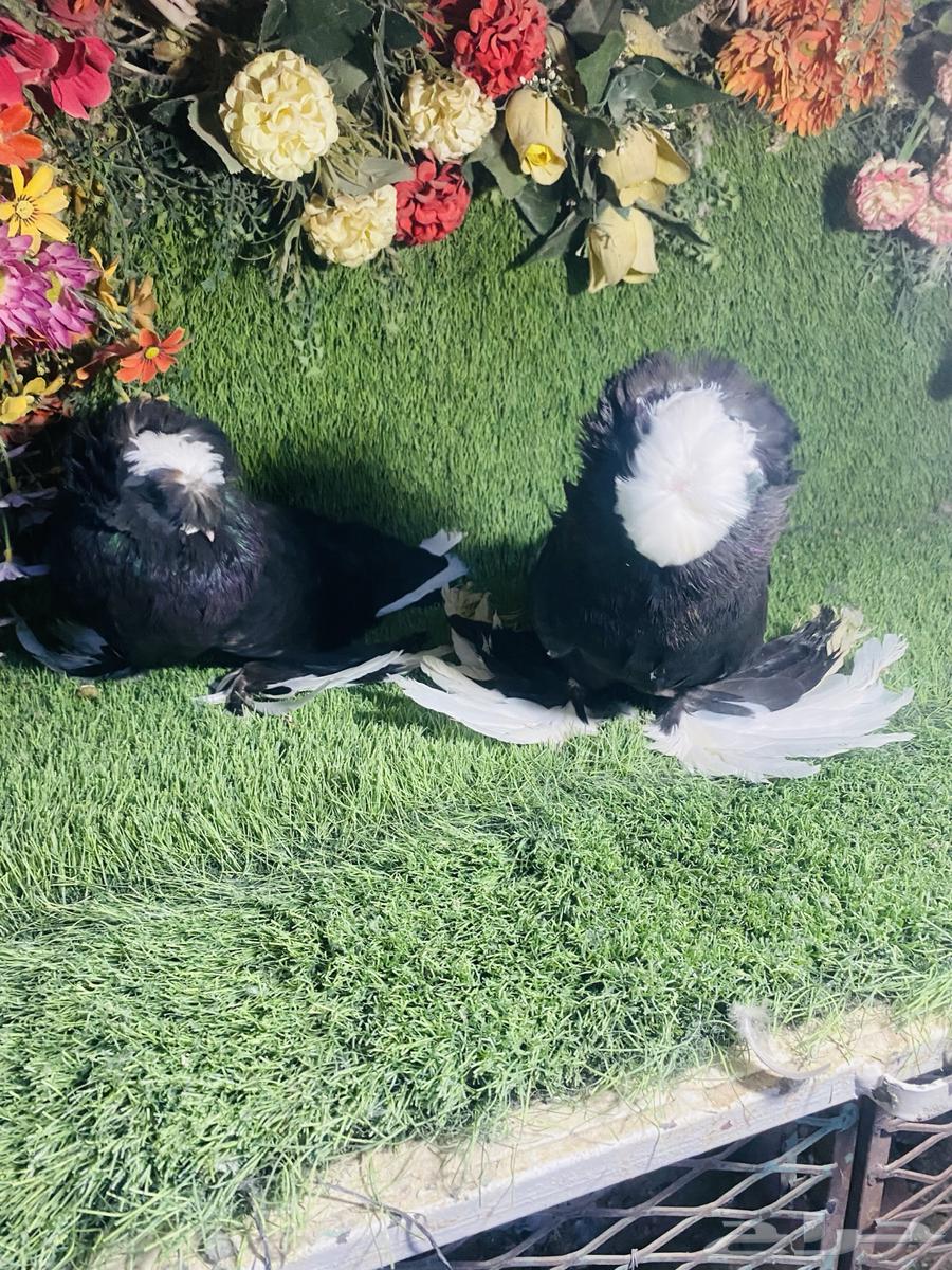 للبيع زوج بخاره بولهد منتجين64343719088387111