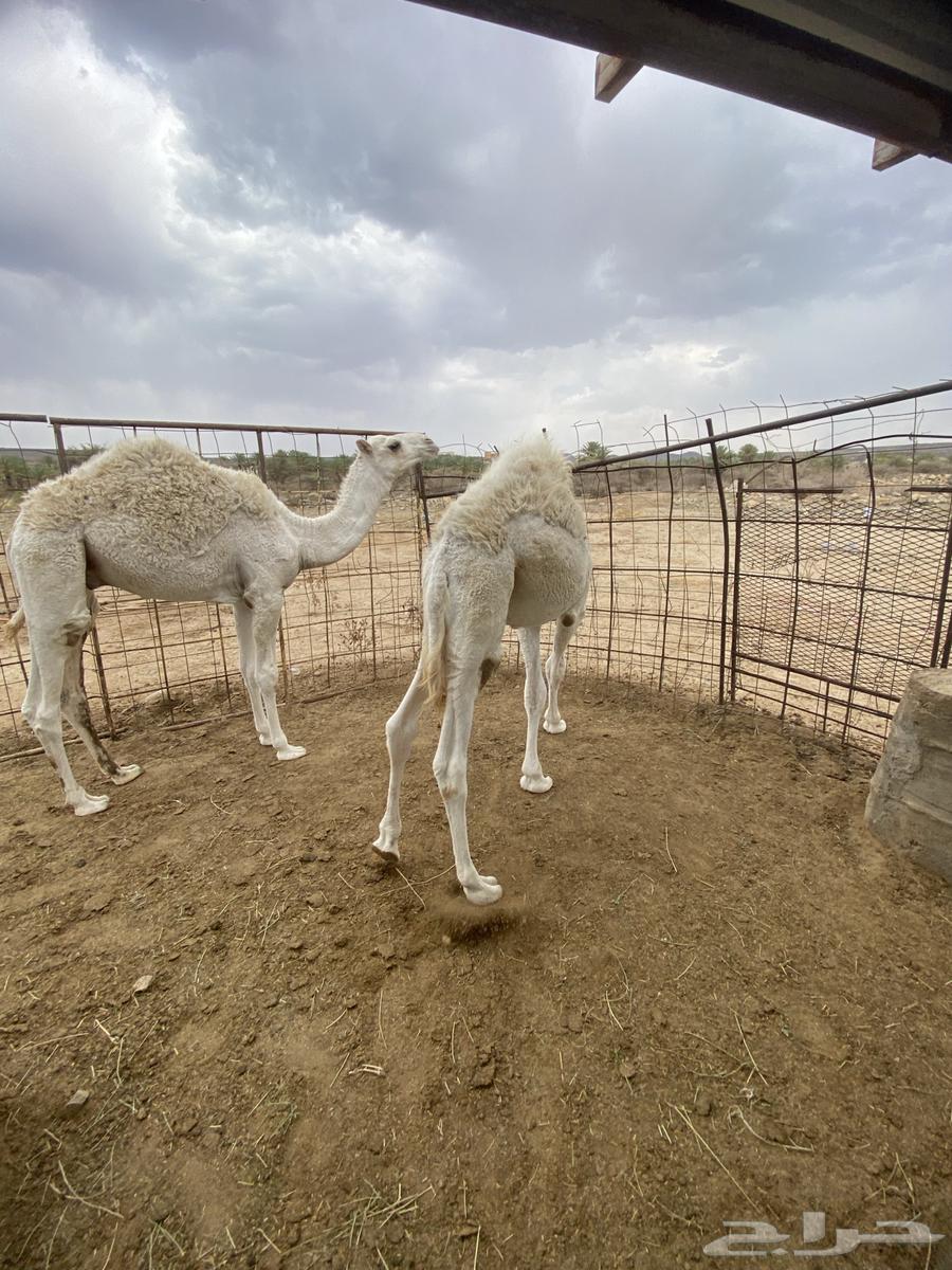 Qaadan64346074021634113