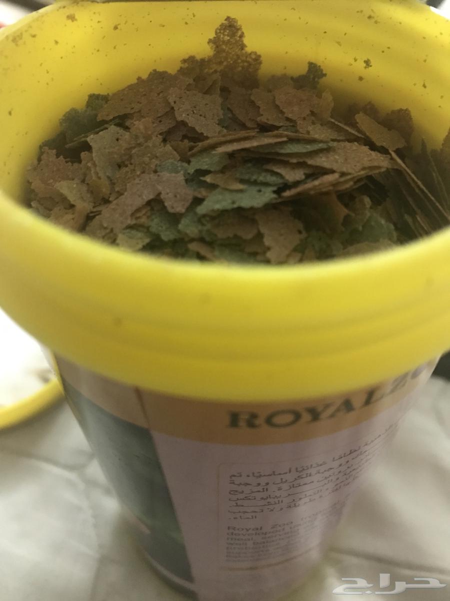 حوض سمك بفلتر واضاءة واحجار ملونة64344525256323113