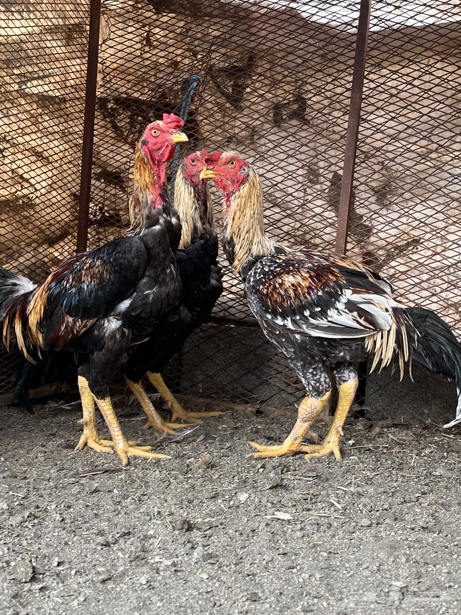 ديكه باكستاني سندي64337931255939111