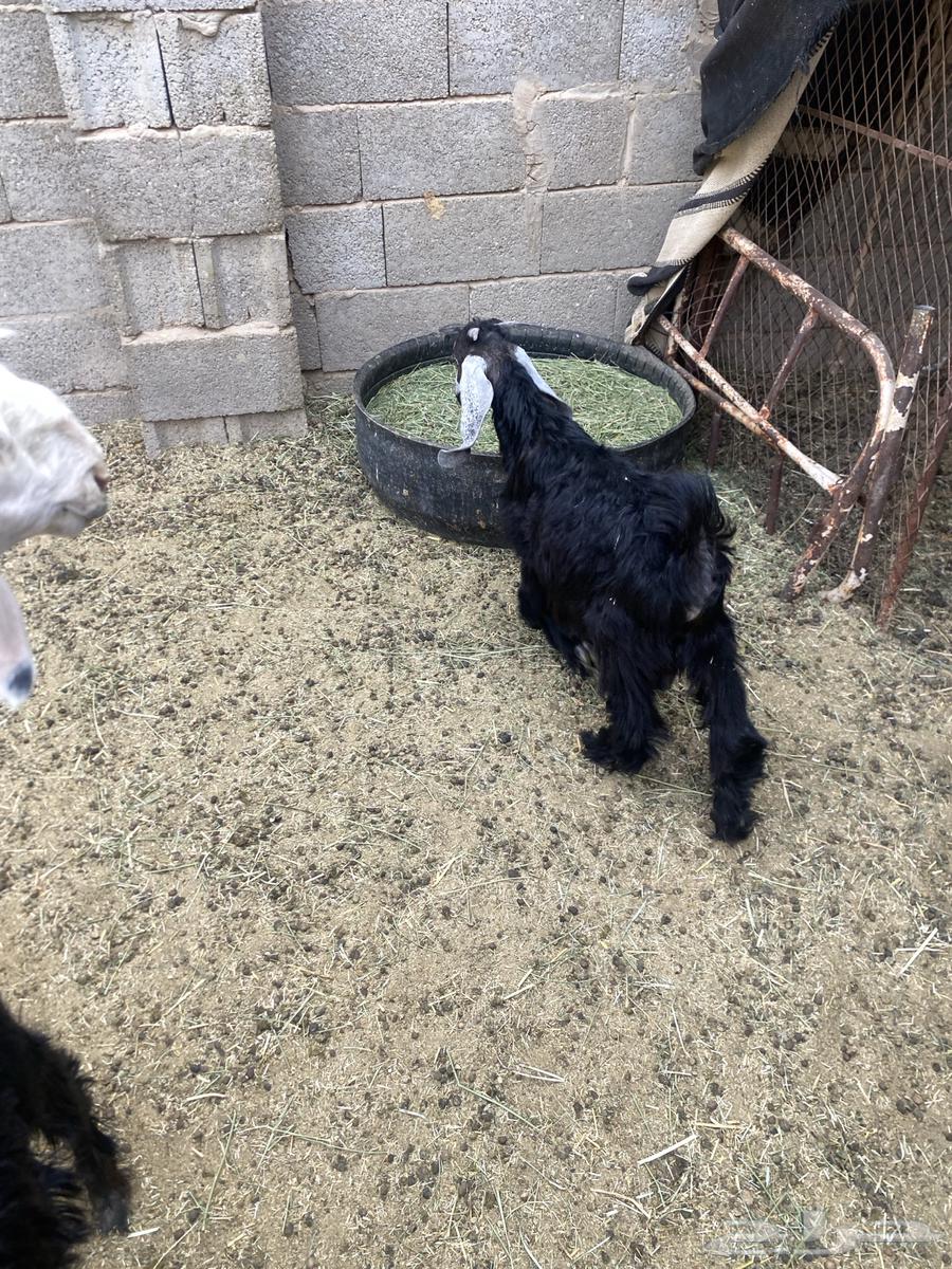 تيوس للبيع64337678012674110