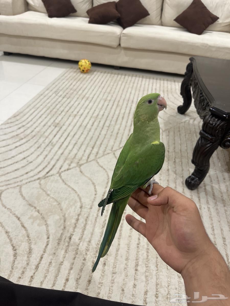 ببغاء دره للبيع64344672869122110