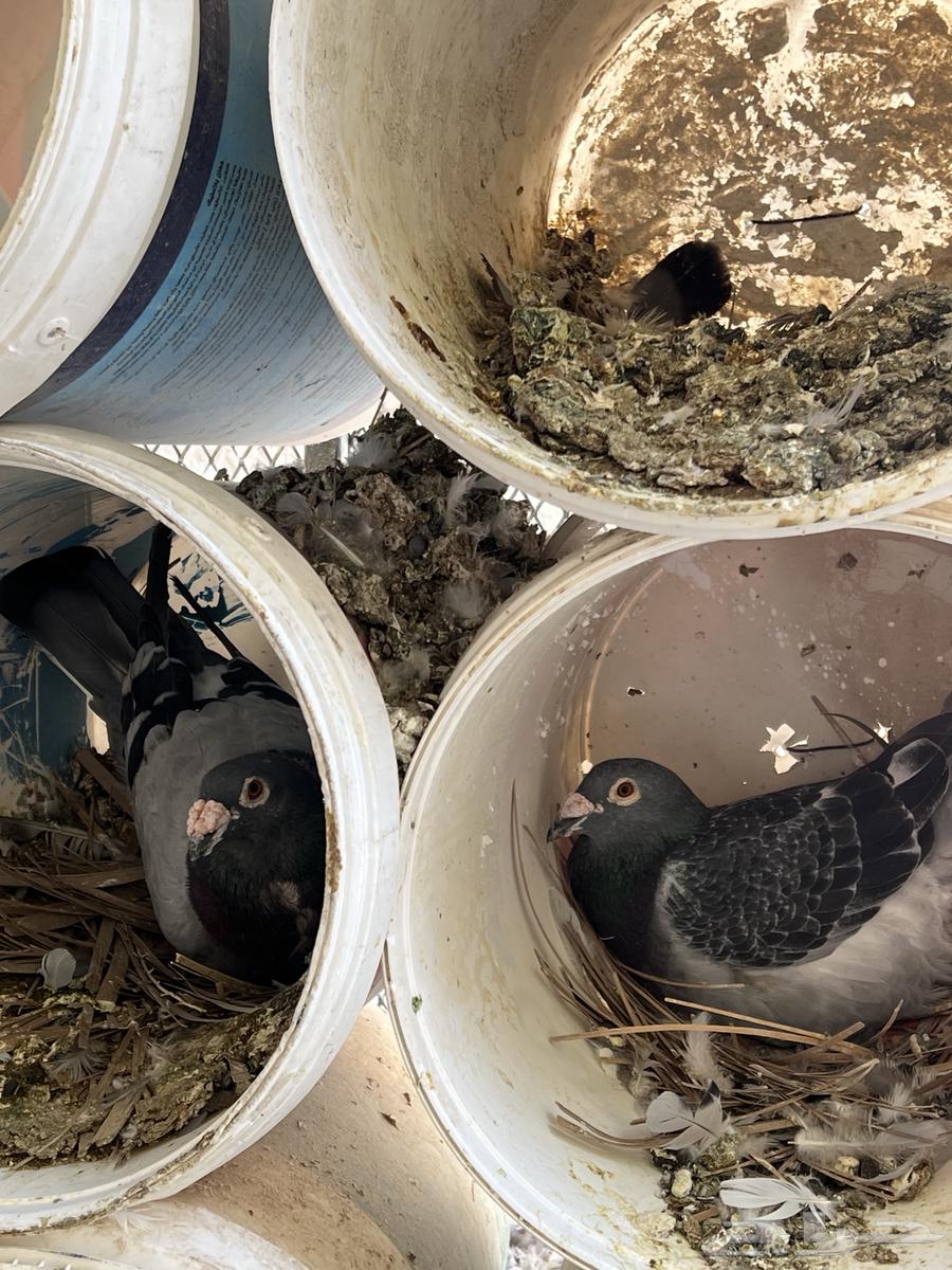 حمام زاجل سوبر جامبو64338466800771113