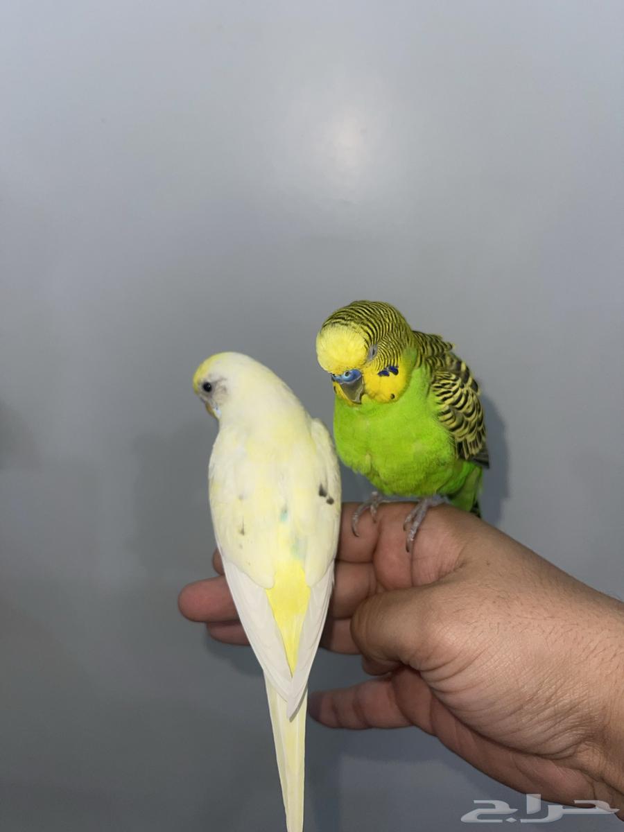 طيور الحب بادجي64339121804289111