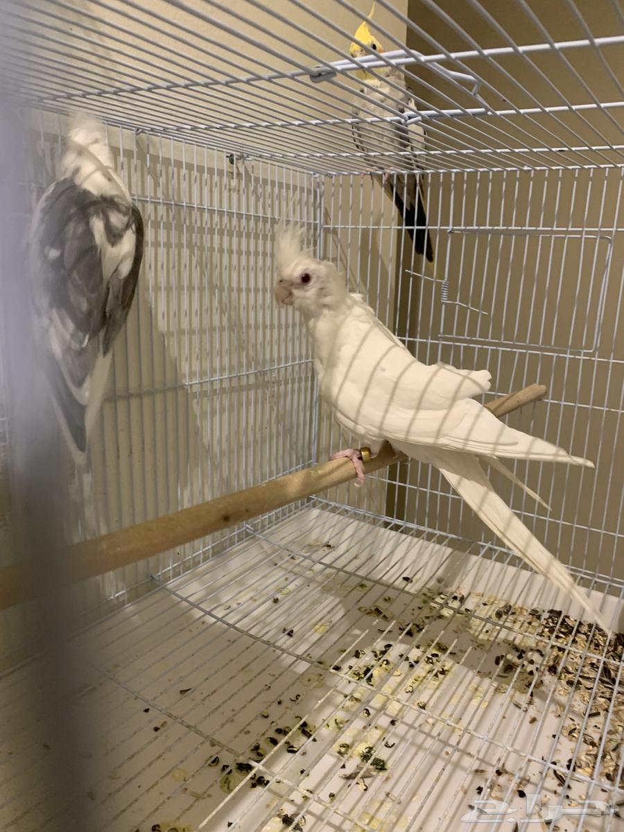 جوز كروان64341403715586114