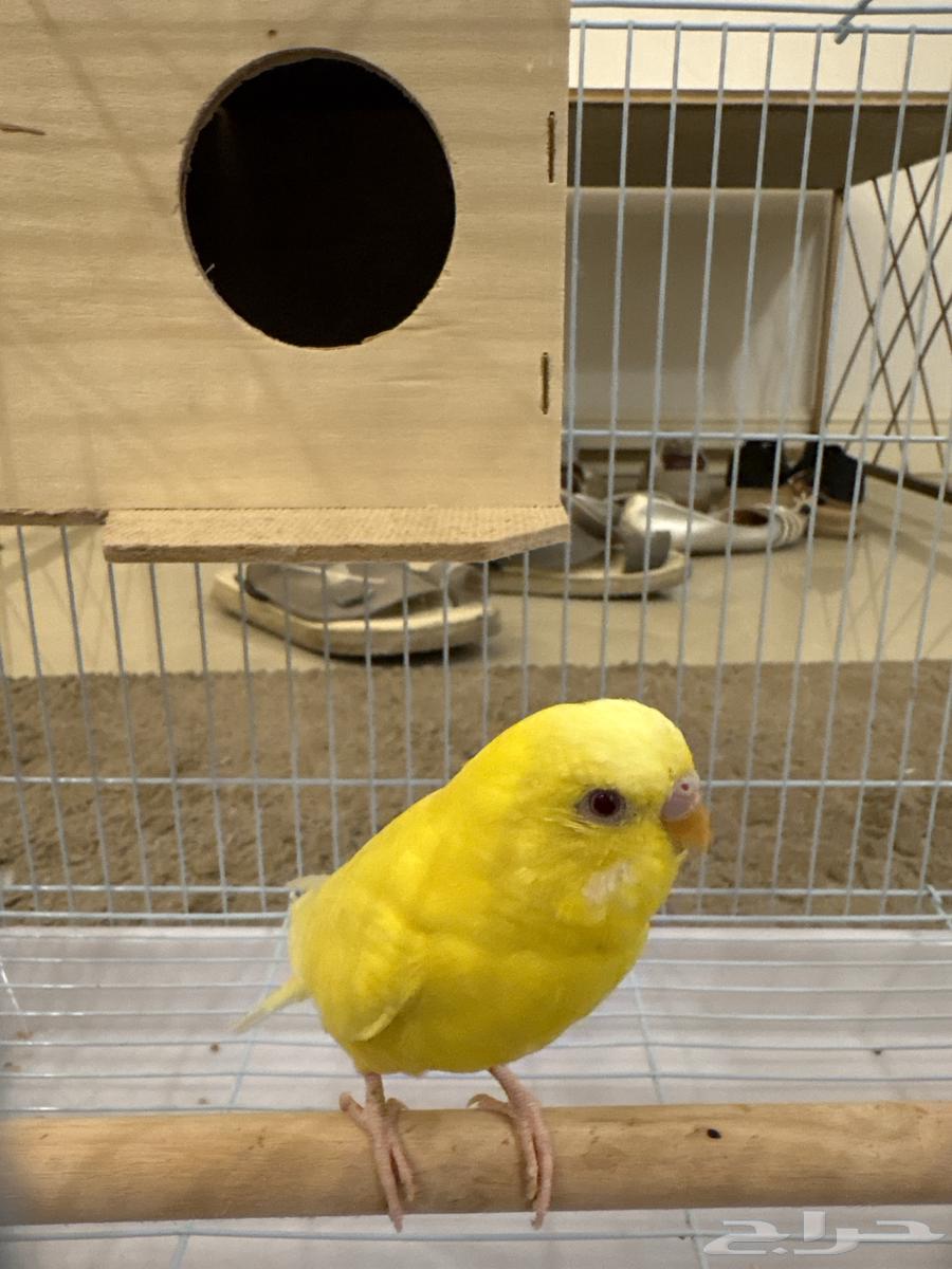 للبيع زوج عصافير حب (بادجي)64343298631938111