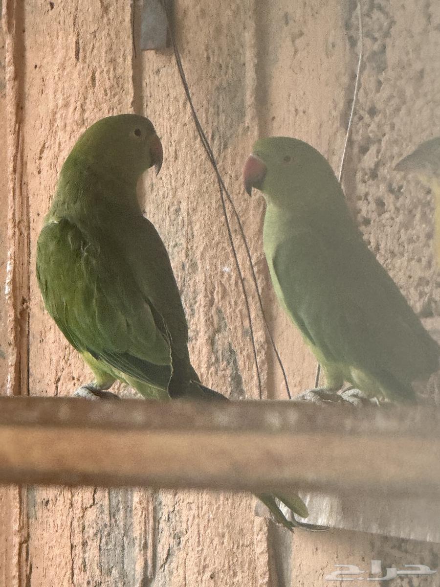 محمية طيور للبيع64345626688129113