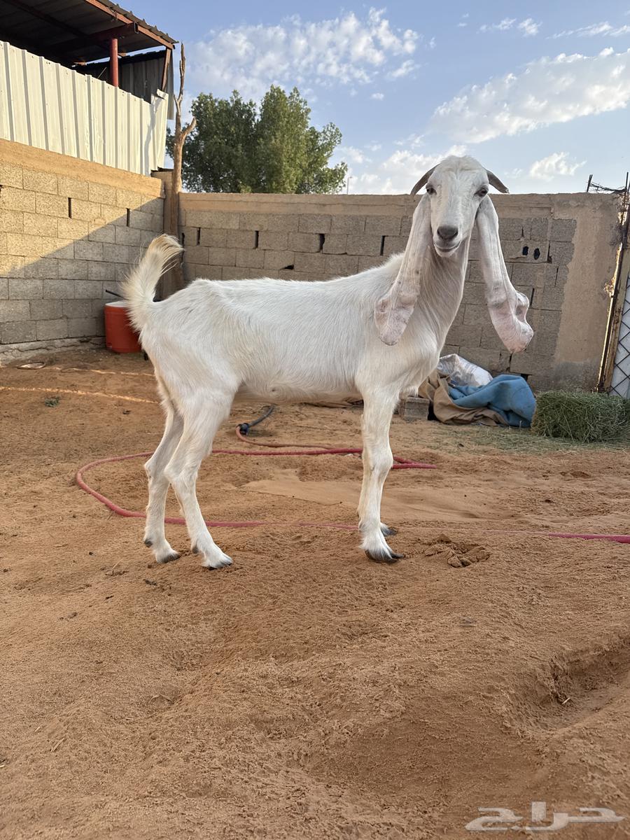 Goat64344094218881111