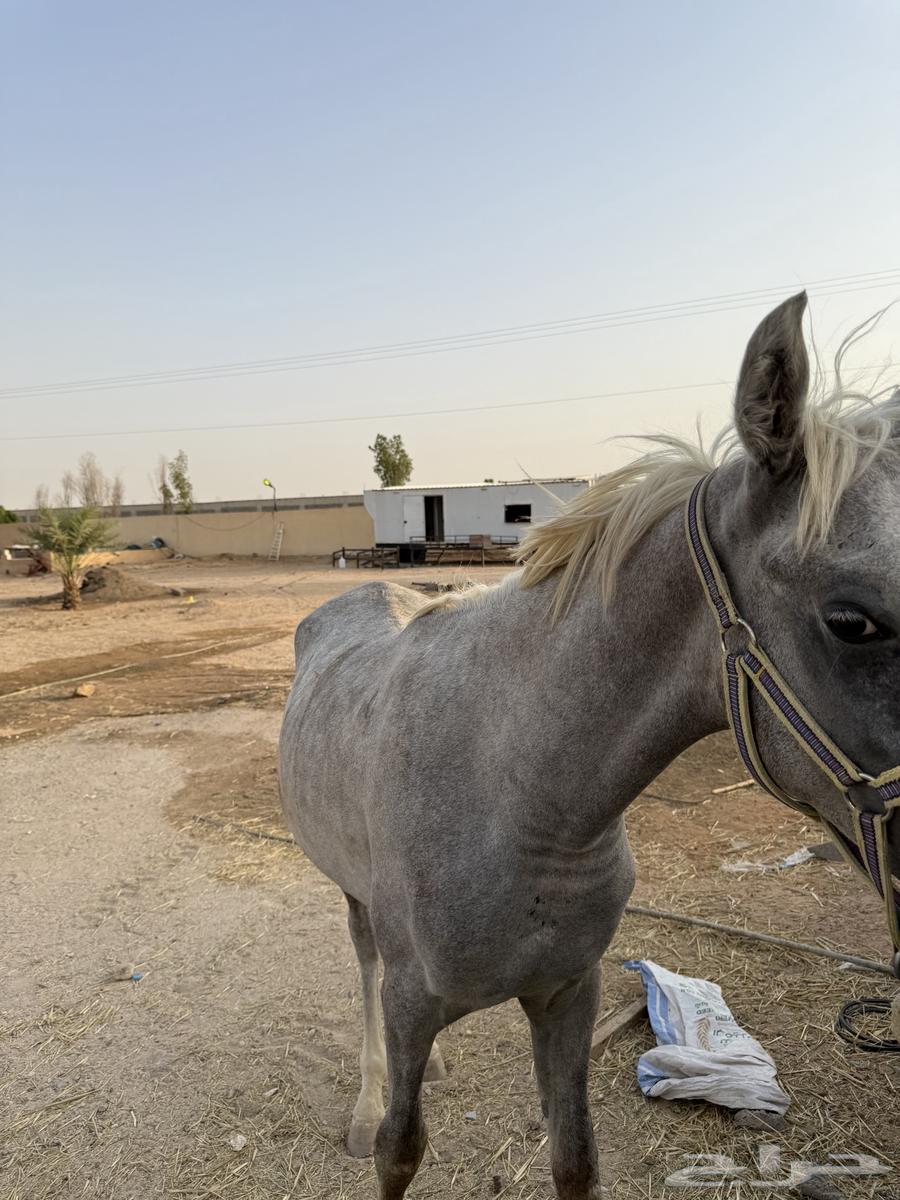 مهر ابو شعبي للبيع64343989330689114