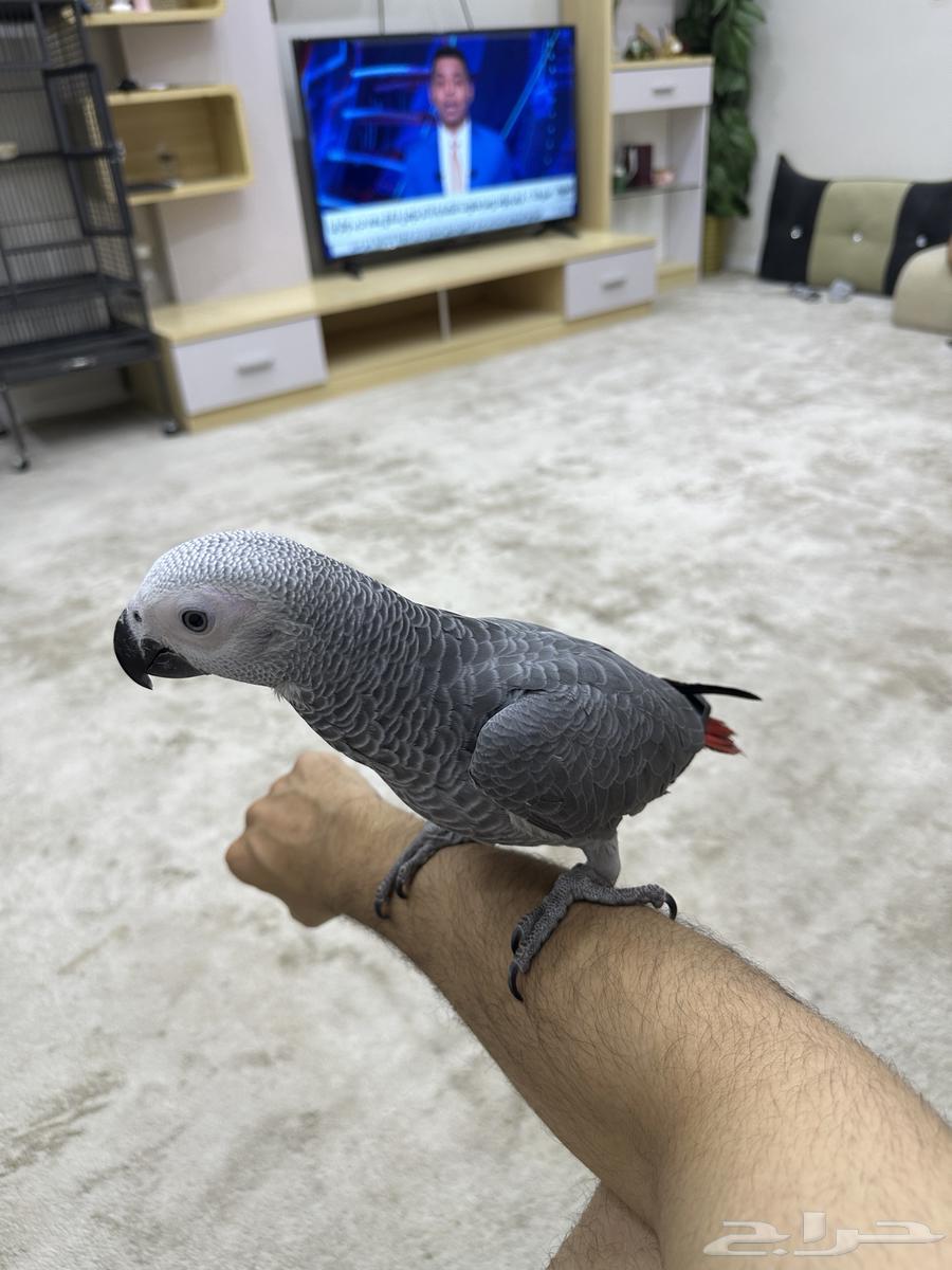 كاسكو للبيع64337383889282112