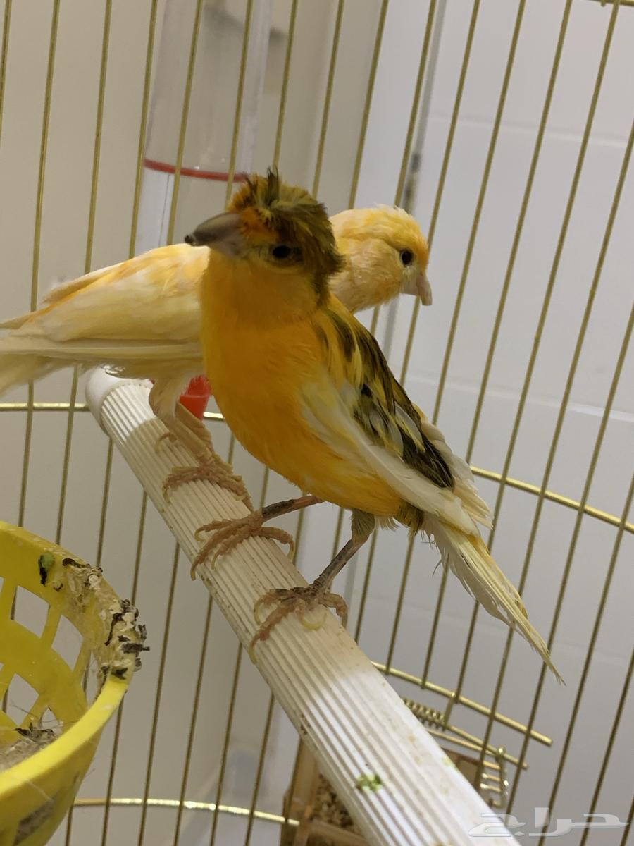 عصفورين كناري64347588687747112