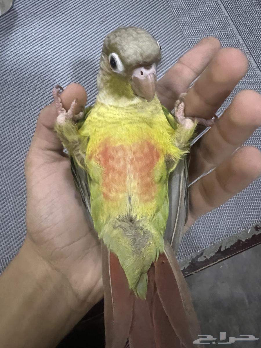 Pineapple parakeet, domesticated, male, similar to it ((Sold))64189797474946110
