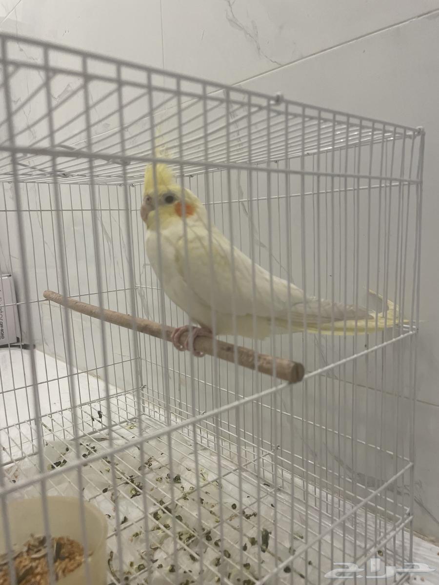 بغبغاء كوكتيل64337931296897112