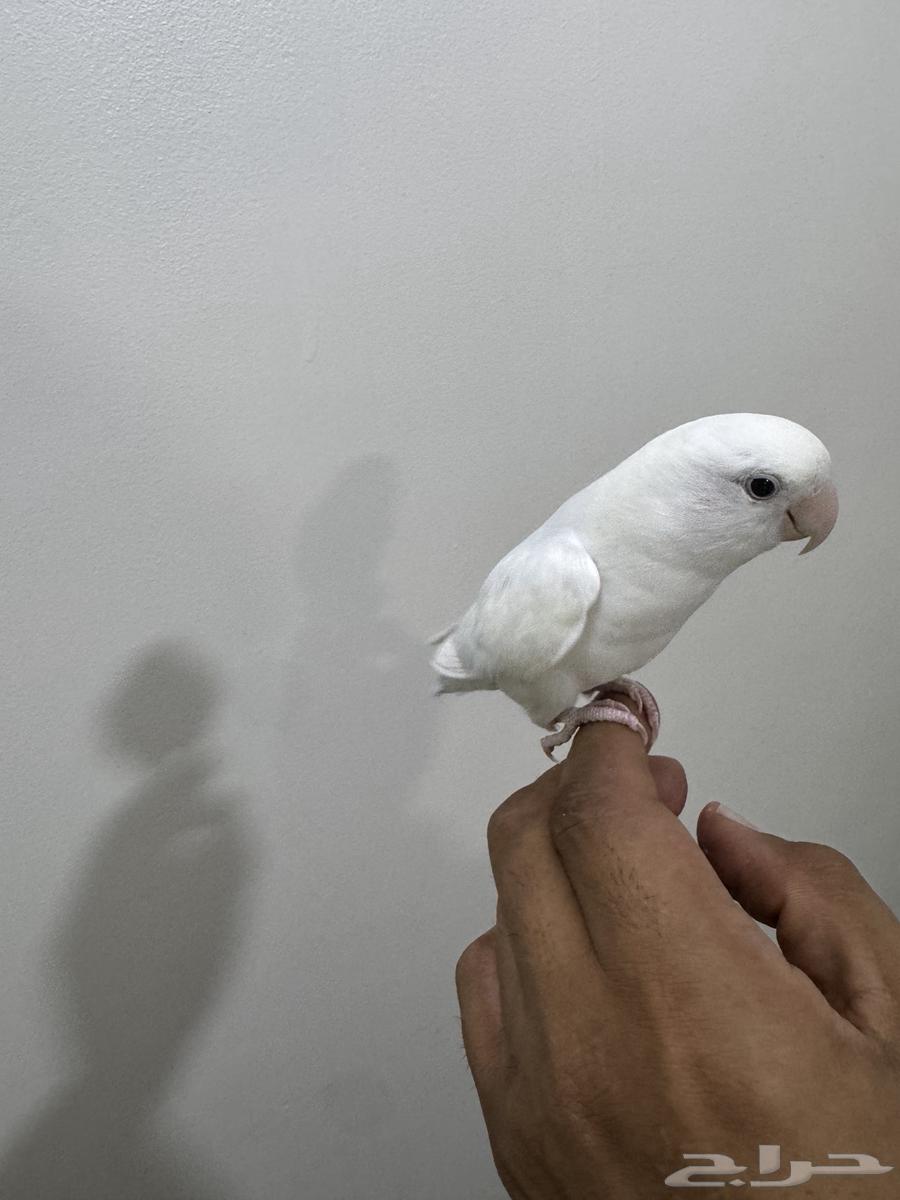 Day64345925815042114