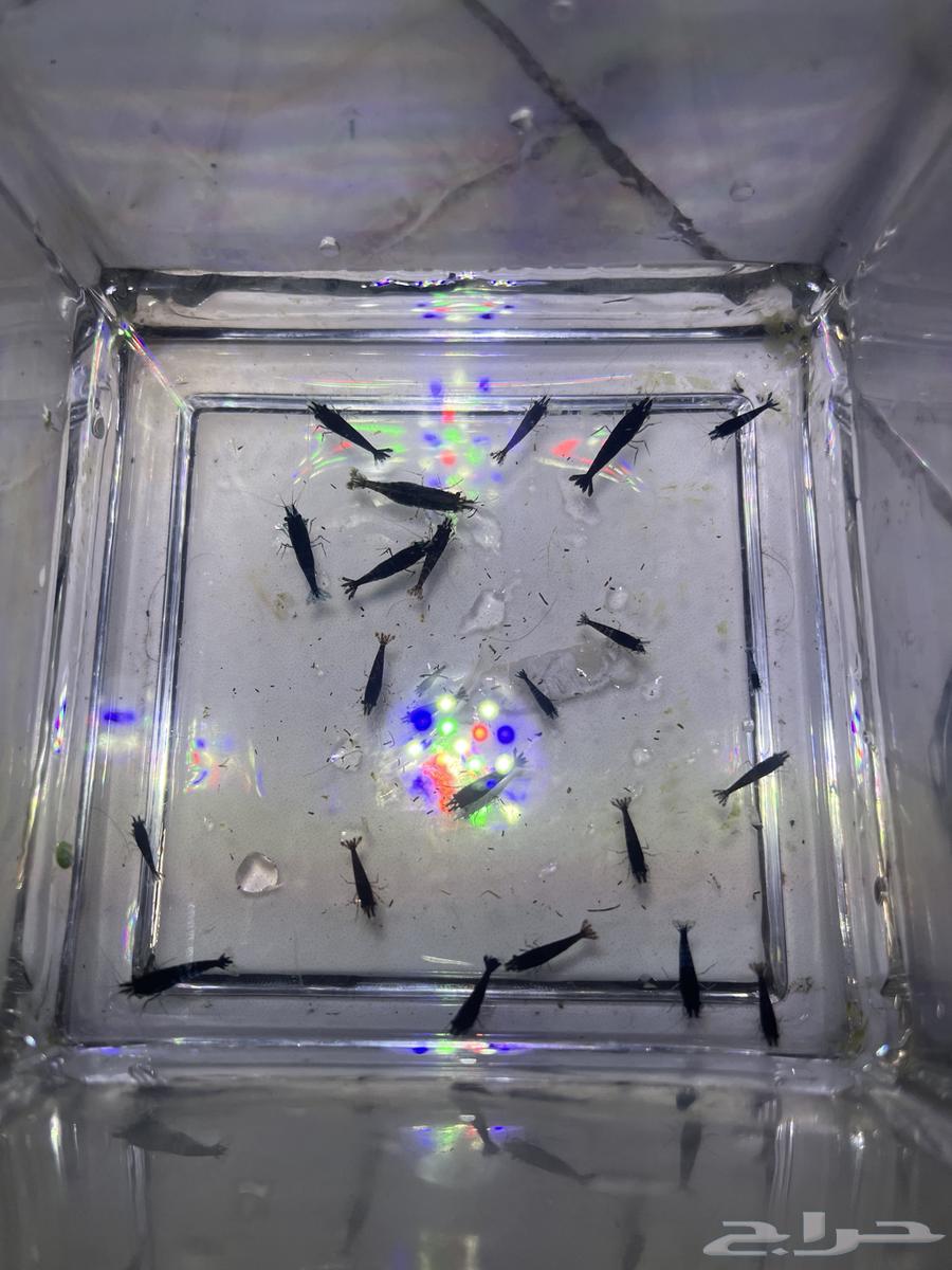 شريمب نهري (بلاك جوست)64336336141826111