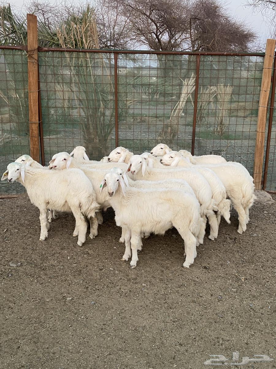 طليان حريه للبيع64342532671363110