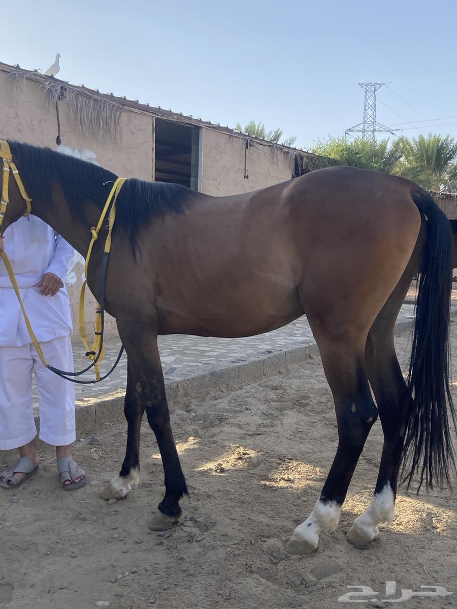 حصان  الجزيري ما عليها وراك64348567663745111