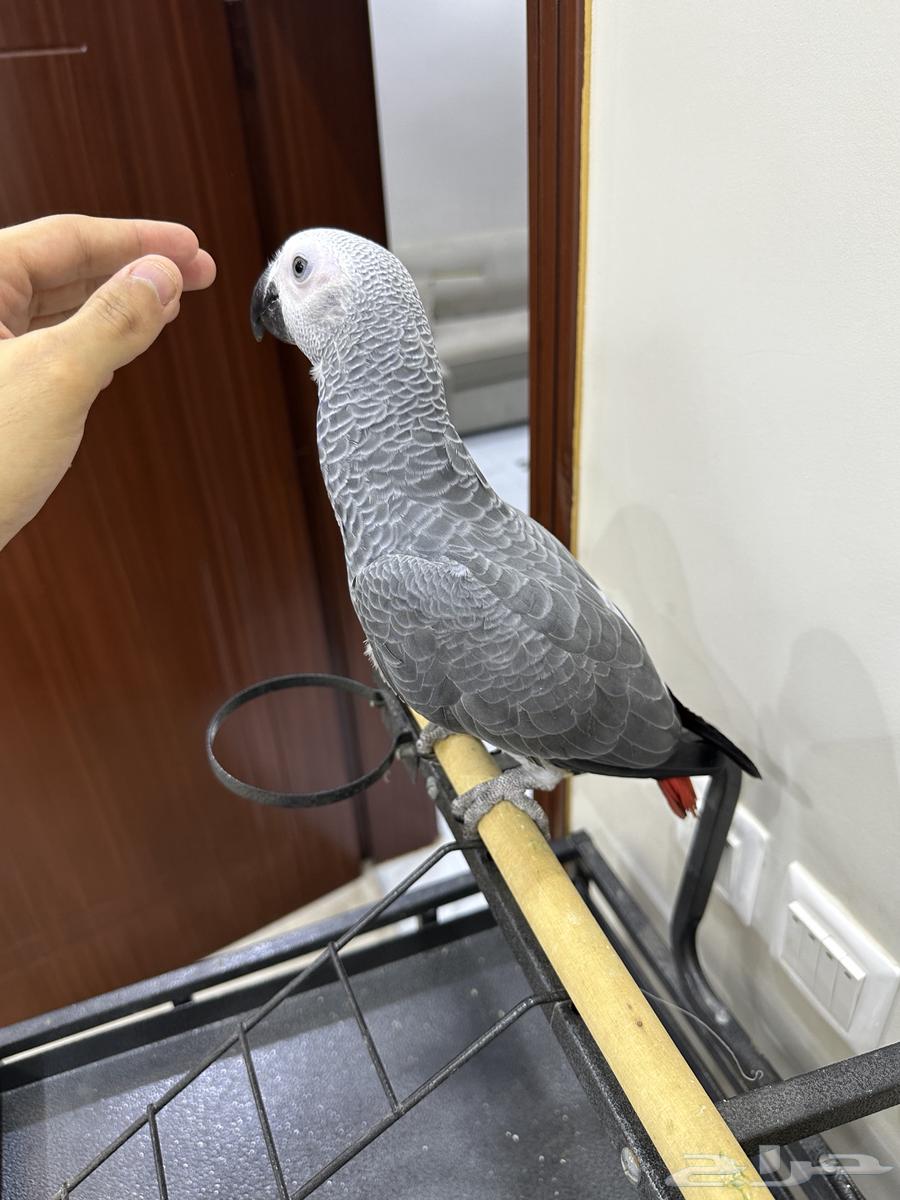 كاسكو للبيع64337383889282114