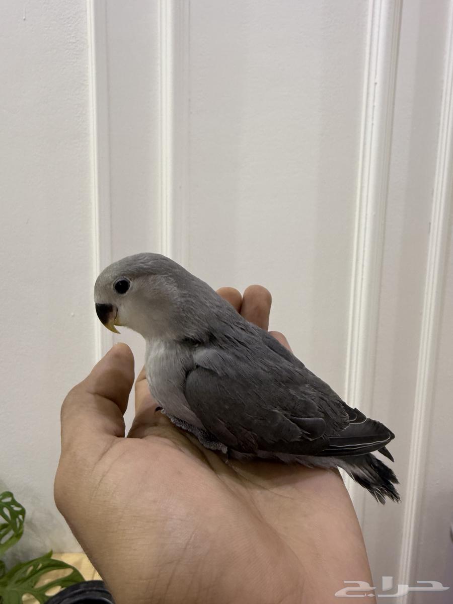 للبيع فروخ روز64347020175233110