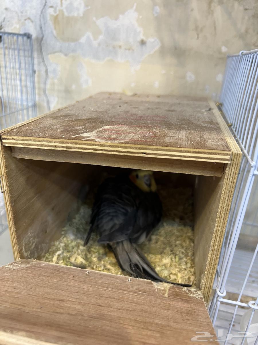 Crowan64343733971586110