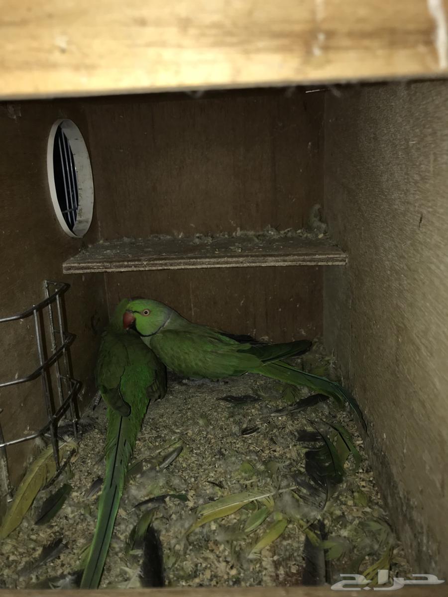 جوز دره منتج64344613241089111