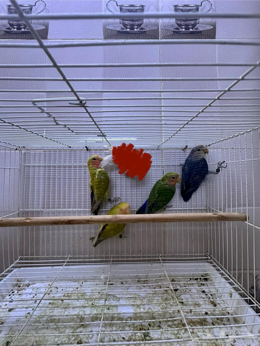 فروخ روز بعمر 3-4 اشهر64346931553794112