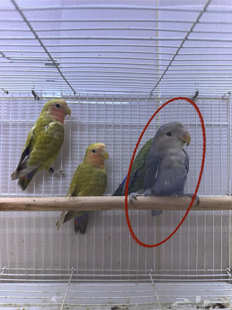 فروخ روز بعمر 3-4 اشهر64346931553794111