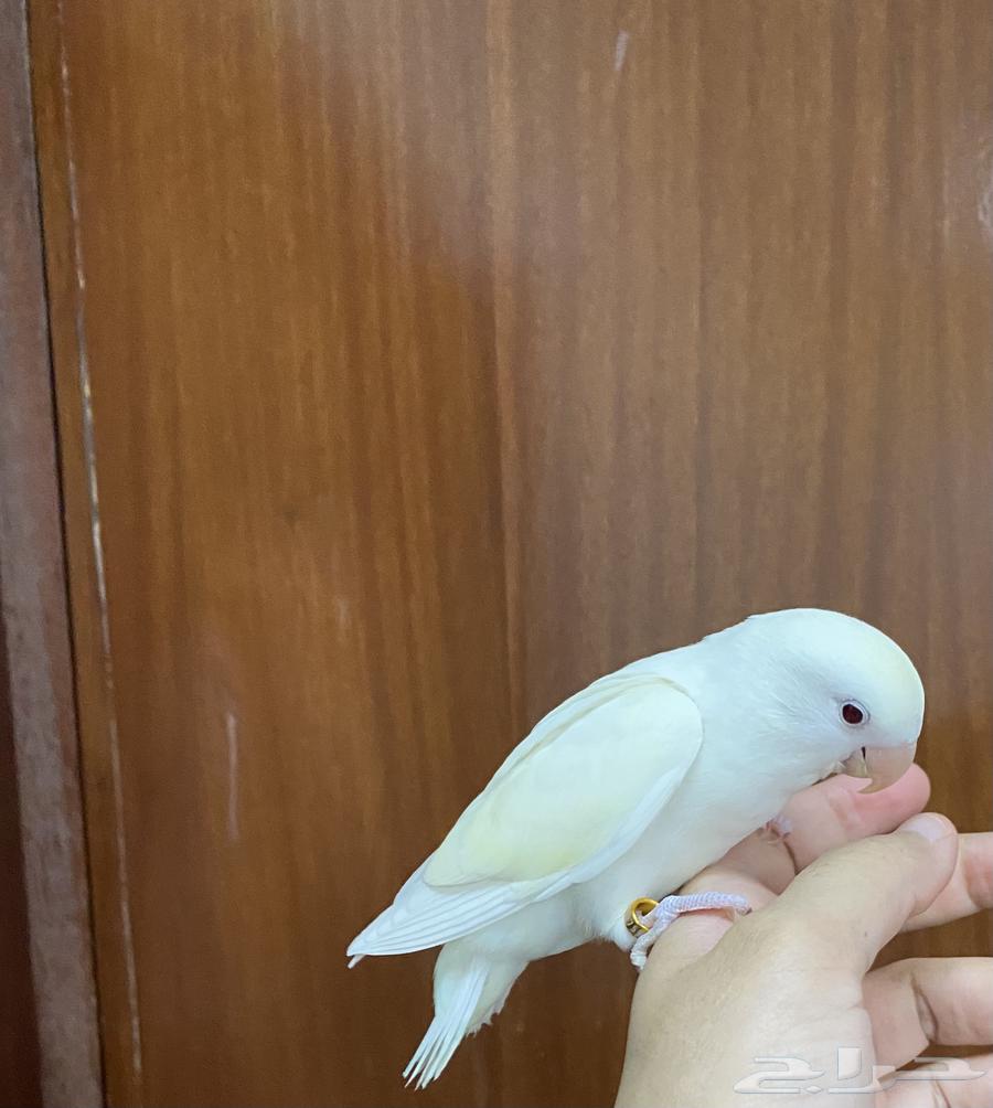 روز اينو هدد نشبه اليف جدا لعوب64344183738113110