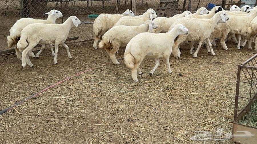 One Mare Ready for Saddle, Side and Body Halter (Sold)64336306701954112