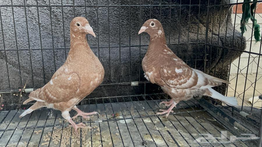 طبة زاجل مولمينز64344867001730110