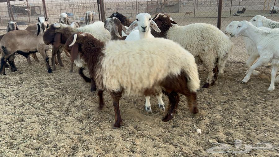 ذبايح حري ونعيم فواخر64348129172995112