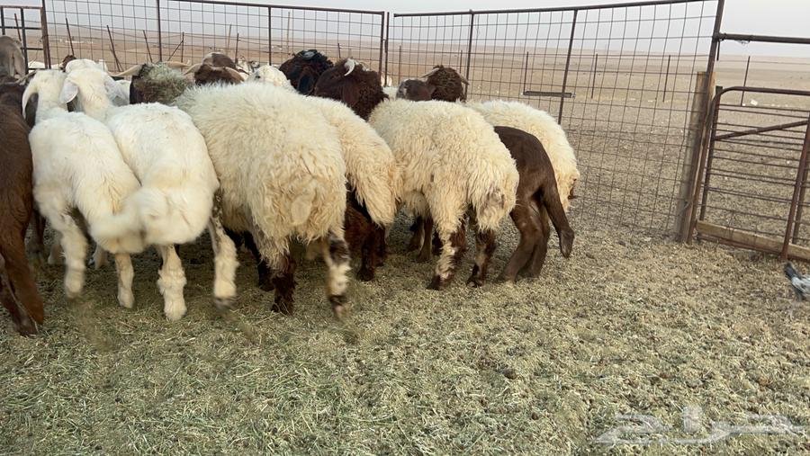 ذبايح حري ونعيم فواخر64348129172995113