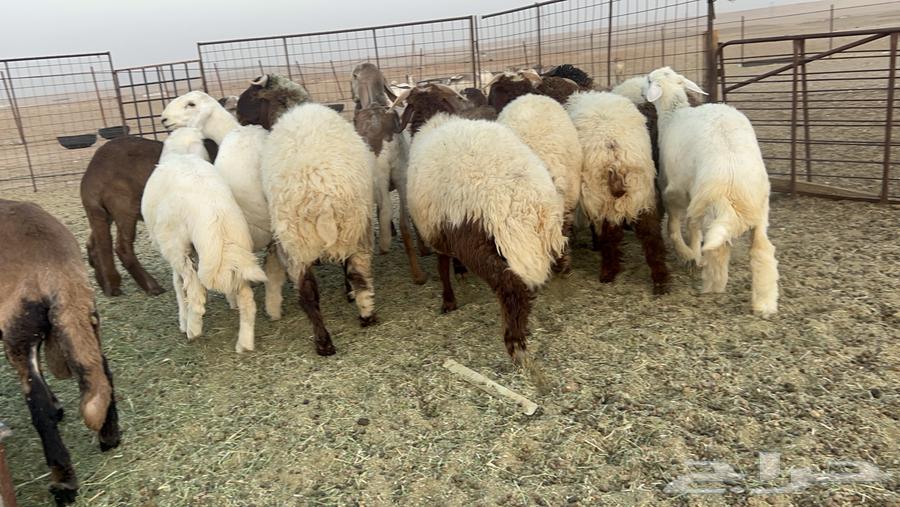 ذبايح حري ونعيم فواخر64348129172995114